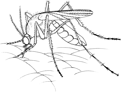 Realistic Mosquito Coloring Page